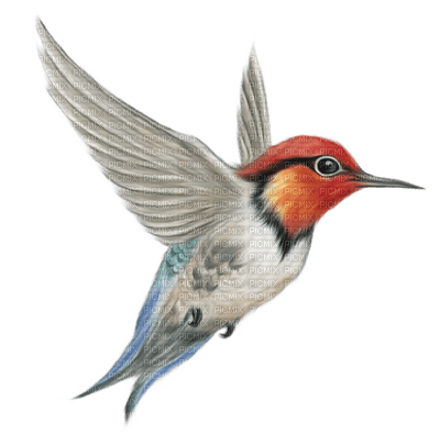 Kaz_Creations Birds Bird Humming - δωρεάν png