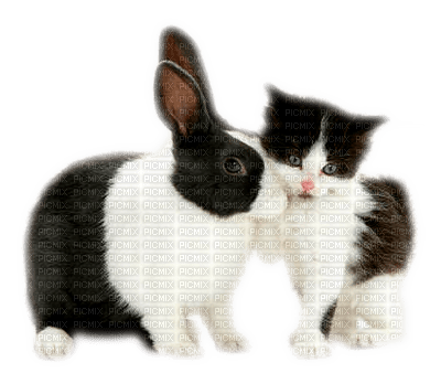chat & lapin - png ฟรี