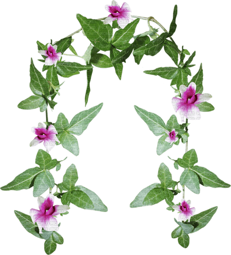 arch frame dolceluna flowers - 免费PNG