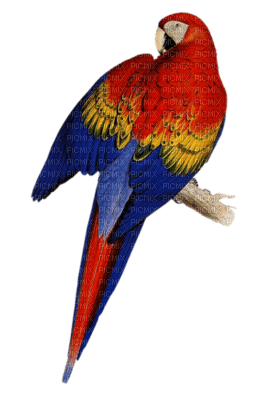 aves - bezmaksas png