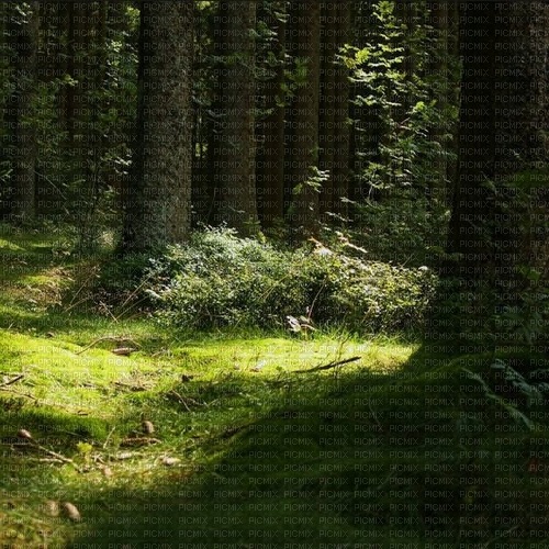 dark forest - безплатен png