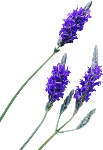 lavender Bb2 - darmowe png