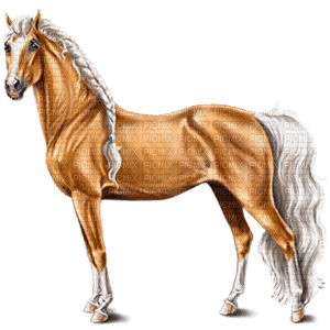 horse. horses bp - ilmainen png