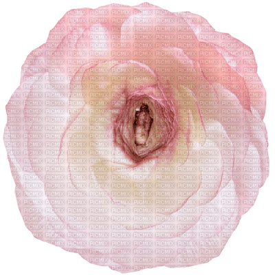 fleur rose.Cheyenne63 - png gratis
