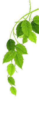 ani-blad- gren--leaf branch - GIF animado gratis