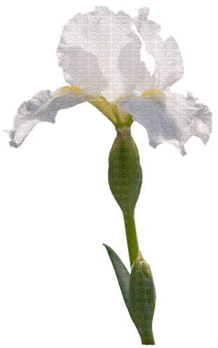 dolceluna white flower - besplatni png
