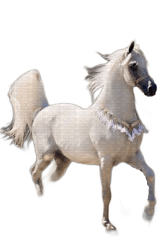 charmille _ animaux _ chevaux - png gratis