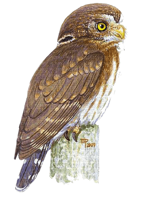 owl katrin - 無料png