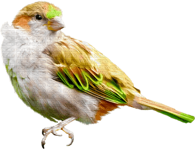 bird - Nitsa - png gratis