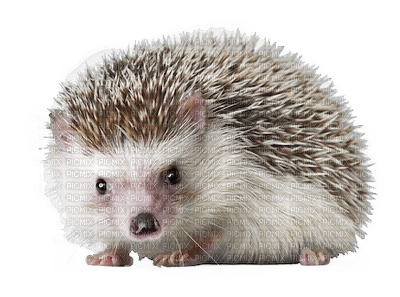 Kaz_Creations Hedgehog - png gratuito