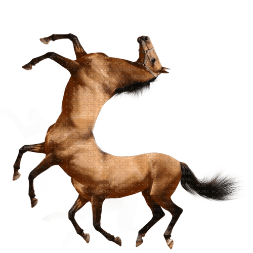 sureal horse - ücretsiz png