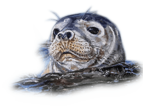 Rena Seehund Tier Seal - δωρεάν png