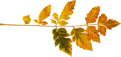Branch.Leaves.Yellow.Green.Orange - png gratuito