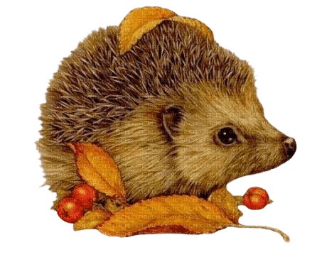 hedgehog - 免费PNG