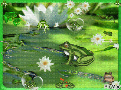 MMarcia  gif sapo frog - Бесплатный анимированный гифка