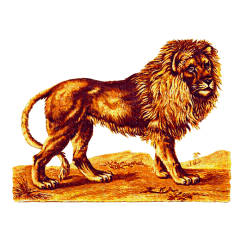 lion - Gratis animeret GIF