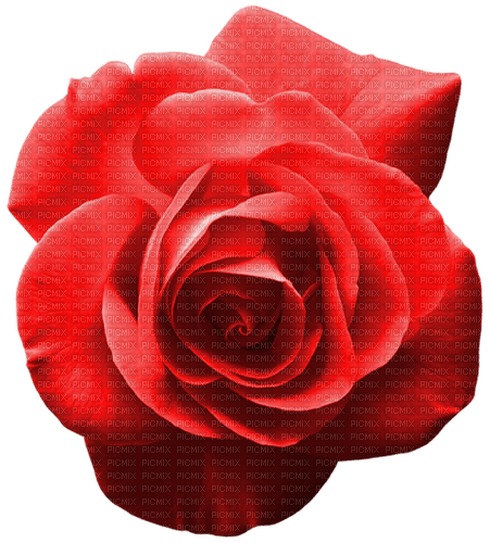 Rose.Red - фрее пнг