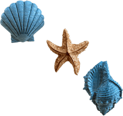 Kaz_Creations Deco Shells Shell - png gratuito