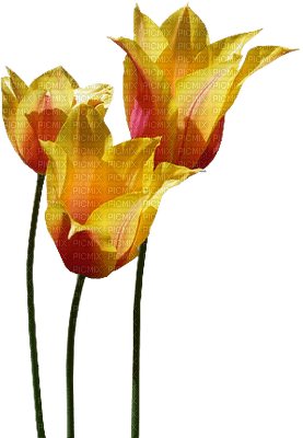 tulipan - nemokama png