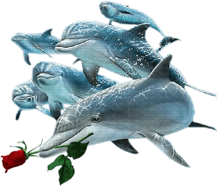 dolceluna summer dolphin dolphins red rose - 免费PNG