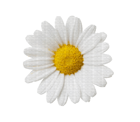 Nina flower - Ilmainen animoitu GIF