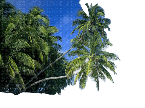 palme - PNG gratuit