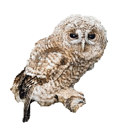 owl katrin - GIF animé gratuit