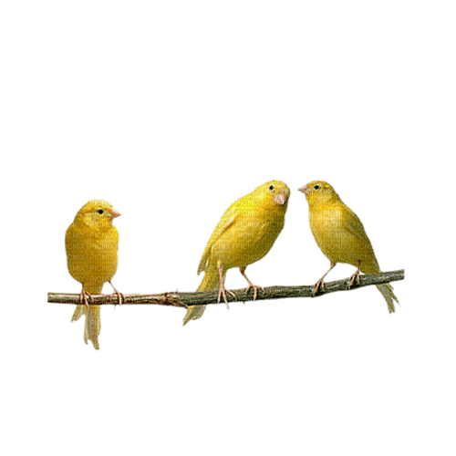 Pájaro gorrión amarillo - zdarma png