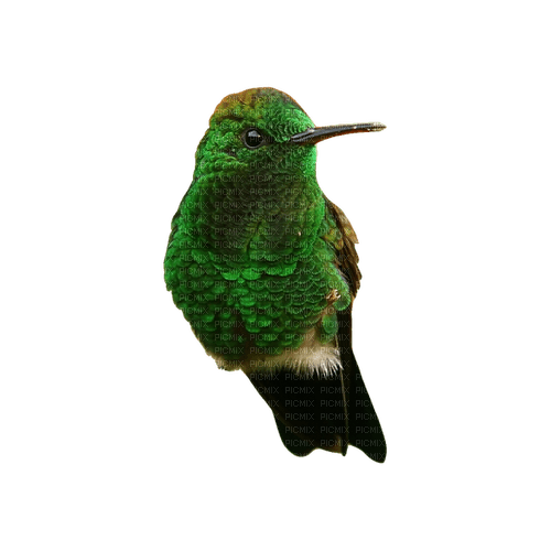 kikkapink deco scrap green bird - png ฟรี