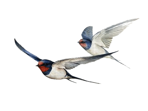 birds fly  summer - Free animated GIF