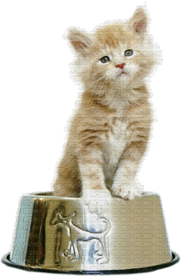 Kitten in Food Bowl - Free animated GIF