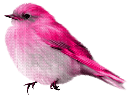 Bird.White.Pink - Free PNG