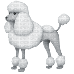 Poodle emoji - 免费PNG