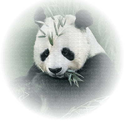 Pandabear - darmowe png