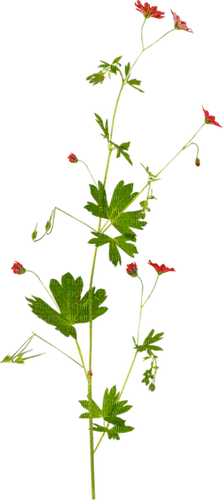 dolceluna flower flowers - Free PNG