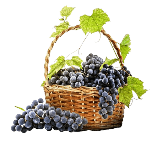 Weintrauben, Korb, Grapes - png gratis