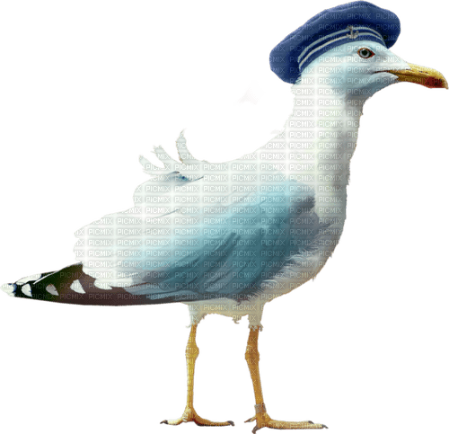 gala birds - zdarma png