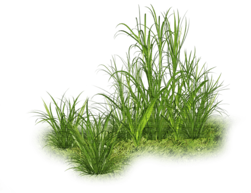 arbustos - PNG gratuit