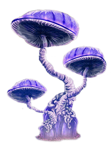 mushroom  by nataliplus - Free PNG