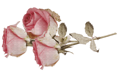 pink-roses-flower-deco-minou52 - png gratuito