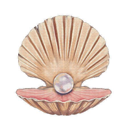 Pearl Shell - Безплатен анимиран GIF