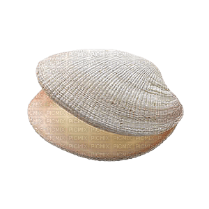 Tube Coquillage - ilmainen png