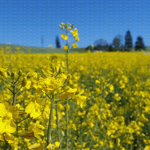 Yellow Flowers.Landscape.gif.Victoriabea - Бесплатный анимированный гифка