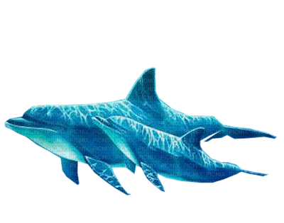 Dauphins .S - Free PNG