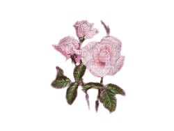 kikkapink vintage roses spring rose pink - PNG gratuit
