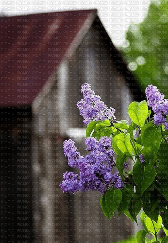 Lilac Country - бесплатно png