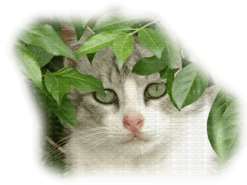 dolceluna spring cat vintage deco plant - zadarmo png