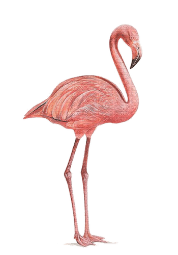 Flamingo, Vogel - nemokama png