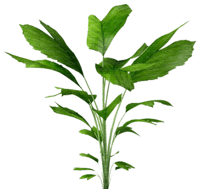 plants katrin - ücretsiz png
