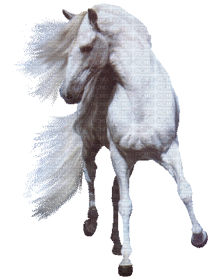 cheval blanc - GIF animado gratis